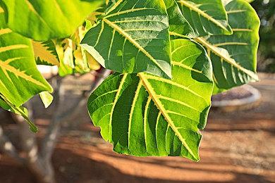 《超不可能跑道》Switch版12月发售 明年登陆其它平台